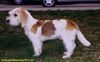 Petit Basset Griffon Vendéen Foto: Piro mit 6 Monaten (ID 11109) Petit Basset Griffon Vendéen Hund