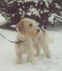 Petit Basset Griffon Vendéen Foto: ... wo ist der Schneehase ... (ID 18062) Petit Basset Griffon Vendéen Hund