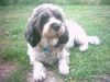 Petit Basset Griffon Vendéen Foto: Merle (ID 17689) Petit Basset Griffon Vendéen Hund
