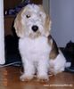 Petit Basset Griffon Vendéen Foto: ... Angeber ... (ID 11111) Petit Basset Griffon Vendéen Hund