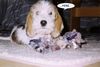 Petit Basset Griffon Vendéen Foto: Piro 8 Wochen alt (ID 9329) Petit Basset Griffon Vendéen Hund