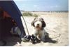 Petit Basset Griffon Vendéen Foto: Aimée auf Texel (ID 7330) Petit Basset Griffon Vendéen Hund