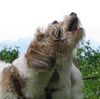 Petit Basset Griffon Vendéen Foto: Wer singt schöner? (ID 12782) Petit Basset Griffon Vendéen Hund