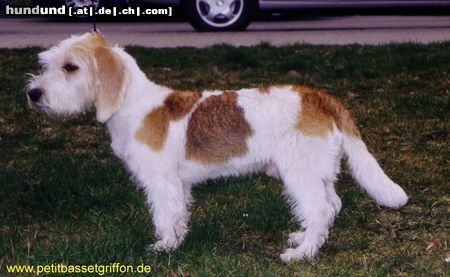 Petit Basset Griffon Vendéen Hunde Foto 11109 Petit Basset Griffon Vendéen Piro mit 6 Monaten
