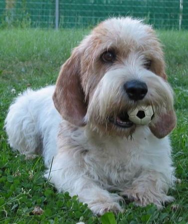 Petit Basset Griffon Vendéen Hunde Foto 32866 Petit Basset Griffon Vendéen Rudi's Bällchen