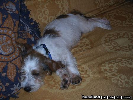 Petit Basset Griffon Vendéen Hunde Foto 16466 in höherer Auflösung ansehen Petit Basset Griffon Vendéen RUFFO IM SChlaff
