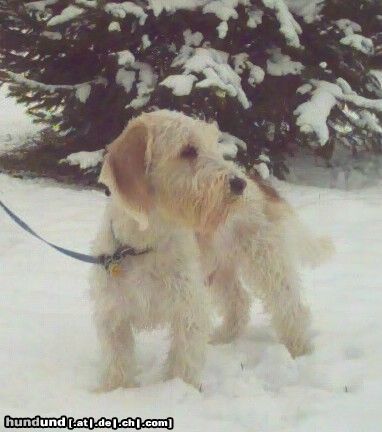 Petit Basset Griffon Vendéen Hunde Foto 18062 in höherer Auflösung ansehen Petit Basset Griffon Vendéen ... wo ist der Schneehase ...