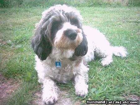 Petit Basset Griffon Vendéen Hunde Foto 17689 Petit Basset Griffon Vendéen Merle