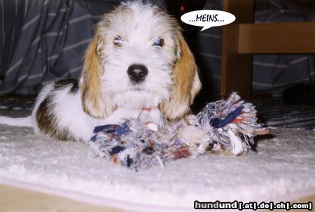 Petit Basset Griffon Vendéen Hunde Foto 9329 Petit Basset Griffon Vendéen Piro 8 Wochen alt