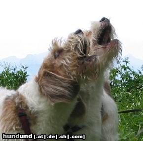 Petit Basset Griffon Vendéen Hunde Foto 12782 Petit Basset Griffon Vendéen Wer singt schöner?