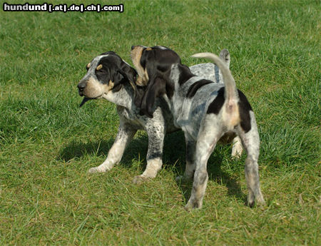 Petit Bleu de Gascogne Hunde Foto 44948 in höherer Auflösung ansehen Petit Bleu de Gascogne 7 Wochen alt