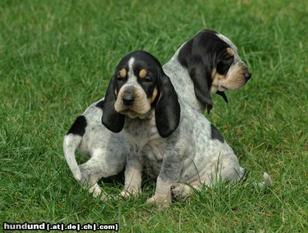 Petit Bleu de Gascogne Welpen 4 Wochen alt