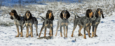 Petit Bleu de Gascogne Hunde Foto 43829 in höherer Auflösung ansehen Petit Bleu de Gascogne Le Bleu Cardinalis Team