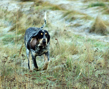 Petit Bleu de Gascogne Hunde Foto 42862 in höherer Auflösung ansehen Petit Bleu de Gascogne