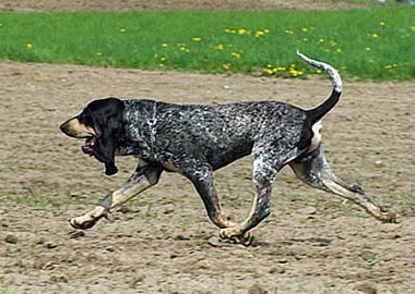 Petit Bleu de Gascogne Hunde Foto 42868 in höherer Auflösung ansehen Petit Bleu de Gascogne