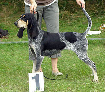 Petit Bleu de Gascogne Hunde Foto 42864 in höherer Auflösung ansehen Petit Bleu de Gascogne