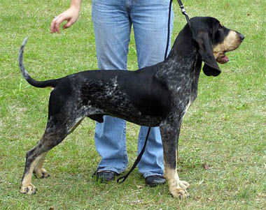 Petit Bleu de Gascogne Hunde Foto 42865 in höherer Auflösung ansehen Petit Bleu de Gascogne