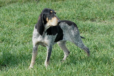 Petit Bleu de Gascogne Hunde Foto 39509 in höherer Auflösung ansehen Petit Bleu de Gascogne LeBleuCardinalis FCI
