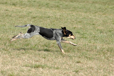 Petit Bleu de Gascogne Hunde Foto 39512 in höherer Auflösung ansehen Petit Bleu de Gascogne LeBleuCardinalis FCI