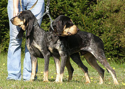 Petit Bleu de Gascogne Hunde Foto 42866 in höherer Auflösung ansehen Petit Bleu de Gascogne