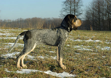 Petit Bleu de Gascogne Hunde Foto 43845 in höherer Auflösung ansehen Petit Bleu de Gascogne FAMA Le Bleu Cardinalis 5 Monate alt
