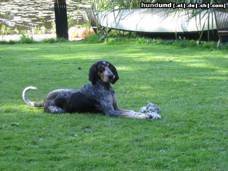 Petit Bleu de Gascogne Hunde Foto 44764 Petit Bleu de Gascogne Ich will Action!