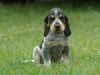 Petit Bleu de Gascogne Foto: Welpen 4 Wochen alt (ID 44882) Petit Bleu de Gascogne Hund