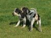 Petit Bleu de Gascogne Hund