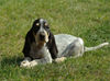 Petit Bleu de Gascogne Hund