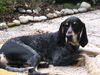 Petit Bleu de Gascogne Foto: Belle-Petit du grand veilly, gen. (ID 40158) Petit Bleu de Gascogne Hund