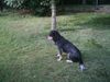 Petit Bleu de Gascogne Foto: ok, er bewegt sich nur wenns sein muss ;-)) (ID 22170) Petit Bleu de Gascogne Hund