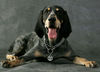 Petit Bleu de Gascogne Foto: Leon du Grand Veilly (ID 42682) Petit Bleu de Gascogne Hund