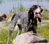 Petit Bleu de Gascogne Foto: J WW 2003, EST J W 2003 Tacoma du Grand Veilly (ID 4222) Petit Bleu de Gascogne Hund