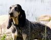 Petit Bleu de Gascogne Foto: J WW 2003, EST J W 2003 Tacoma du Grand Veilly (ID 4221) Petit Bleu de Gascogne Hund