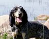 Petit Bleu de Gascogne Foto: J WW 2003, EST J W 2003 Tacoma du Grand Veilly (ID 4223) Petit Bleu de Gascogne Hund