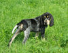 Petit Bleu de Gascogne Hund