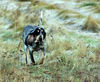 Petit Bleu de Gascogne Hund