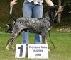 Petit Bleu de Gascogne Foto (ID 42861) Petit Bleu de Gascogne Hund