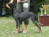 Petit Bleu de Gascogne Foto (ID 42863) Petit Bleu de Gascogne Hund