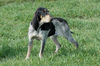 Petit Bleu de Gascogne Foto: LeBleuCardinalis FCI (ID 39509) Petit Bleu de Gascogne Hund
