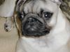 Petit Bleu de Gascogne Foto: unser mops mit 10 monaten..... (ID 13726) Petit Bleu de Gascogne Hund