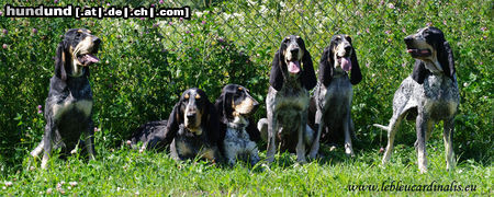 Petit Bleu de Gascogne Hunde Foto 46038 in höherer Auflösung ansehen Petit Bleu de Gascogne Le Bleu Cardinalis Team