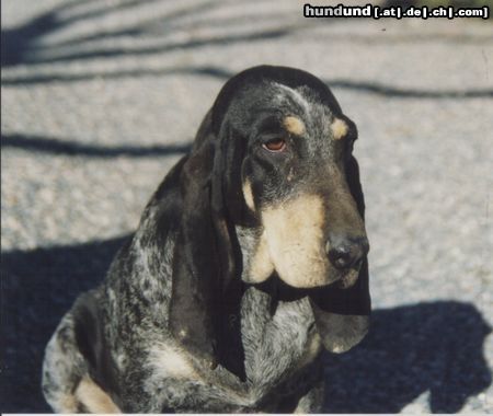 Petit Bleu de Gascogne Hunde Foto 19698 in höherer Auflösung ansehen Petit Bleu de Gascogne Petit Bleu de Gascogne