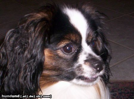 Phalene Hunde Foto 18517 in höherer Auflösung ansehen Phalene mein strolchi von der seite