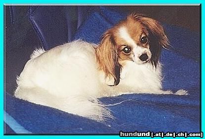 Phalene Hunde Foto 3720 Phalene unsere bezaubernde Geraldine