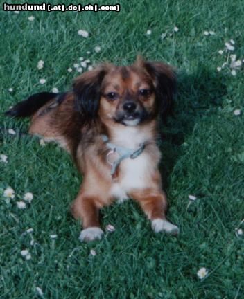 Phalene Hunde Foto 9157 Phalene unser Maxi