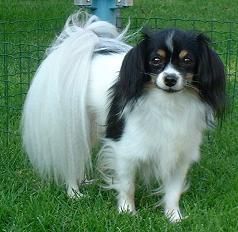 Phalene Hunde Foto 33544 in höherer Auflösung ansehen Phalene Unsere Queen
