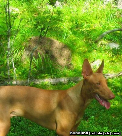 Pharaonenhund Hunde Foto 23524 in höherer Auflösung ansehen Pharaonenhund Antefa's Qeanu-Kaa