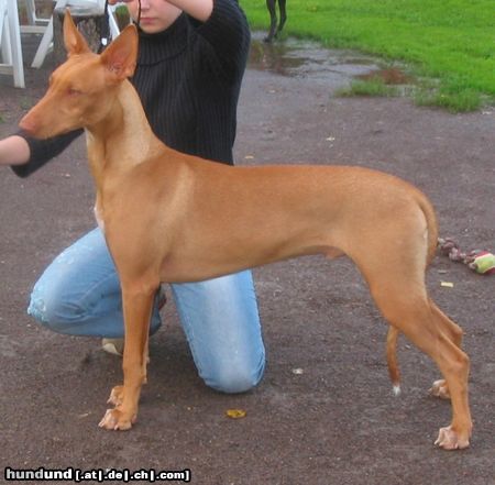 Pharaonenhund Hunde Foto 23525 in höherer Auflösung ansehen Pharaonenhund Antefa\'s Qeanu-Kaa