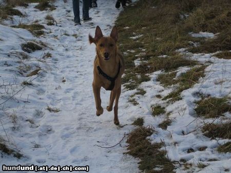 Pharaonenhund Sandro,unser Kleiner. Wahrscheinlich Mischling zwischen Pharaonenhund oder Podenco!